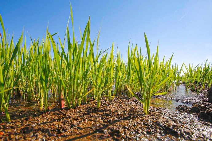 plants de riz en terre