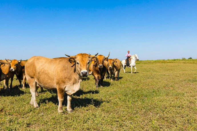 troupeau de vaches