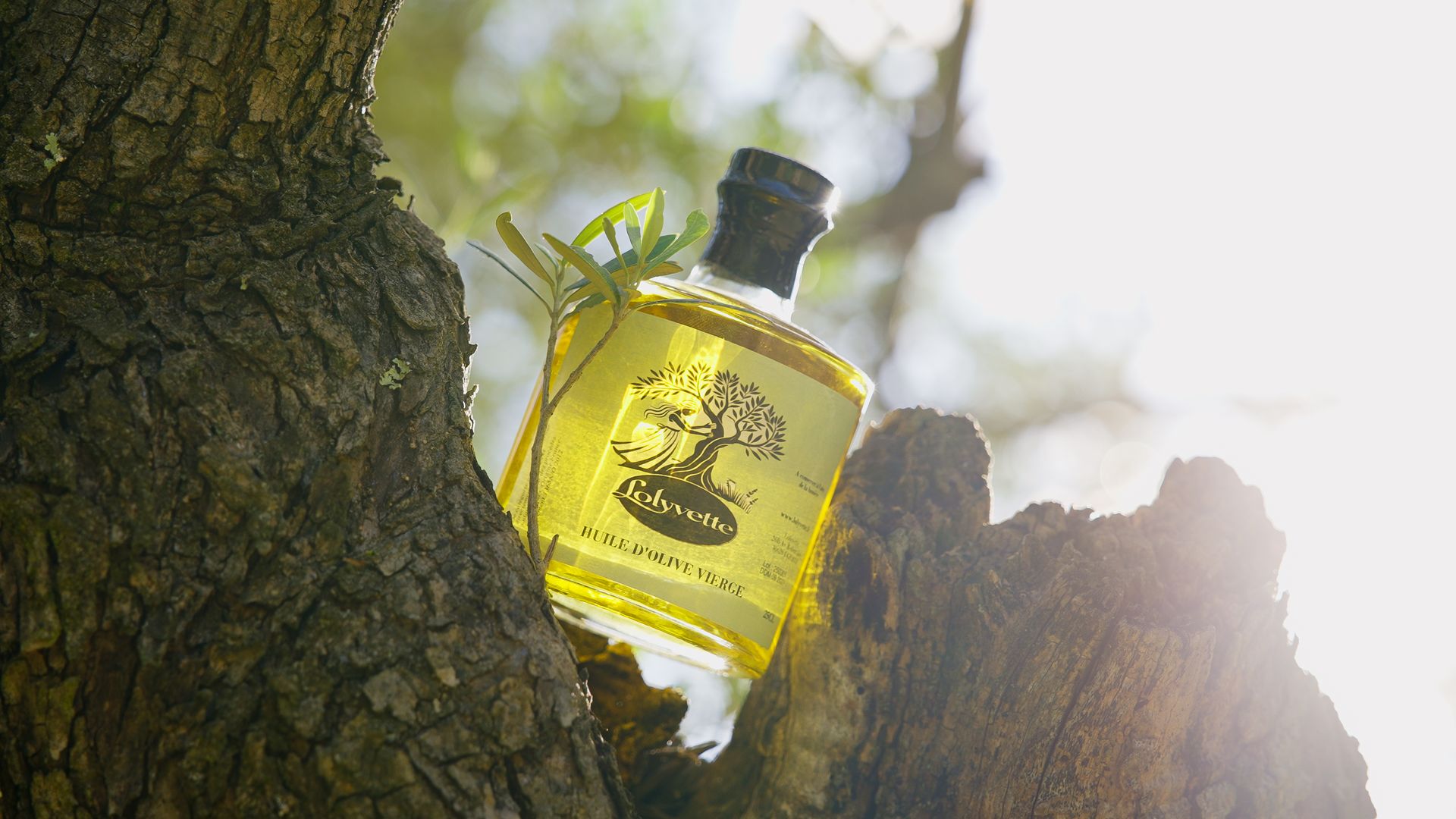 bouteille d'huile d'olive avec réflets du soleil